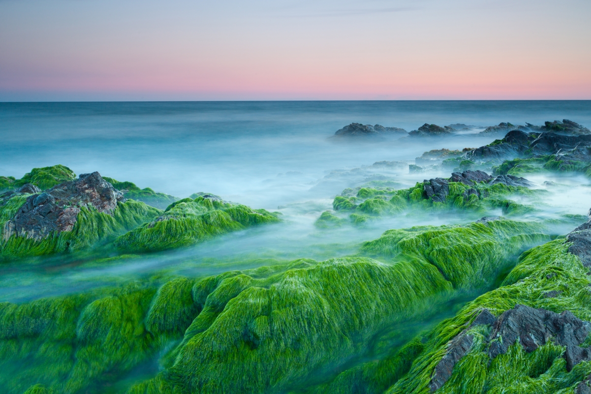 海洋 岩石 绿色海藻4K壁纸