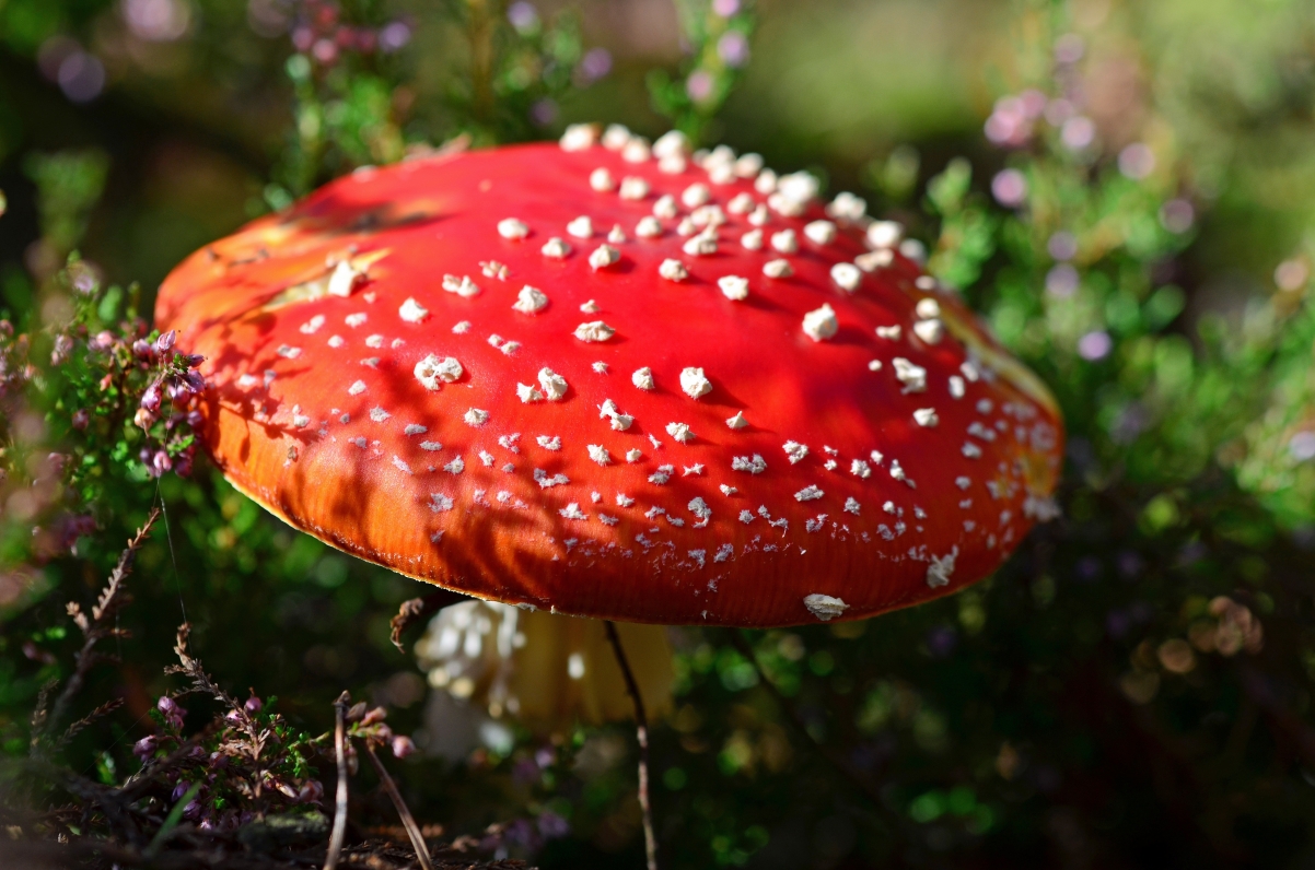 森林红色蘑菇特写图片