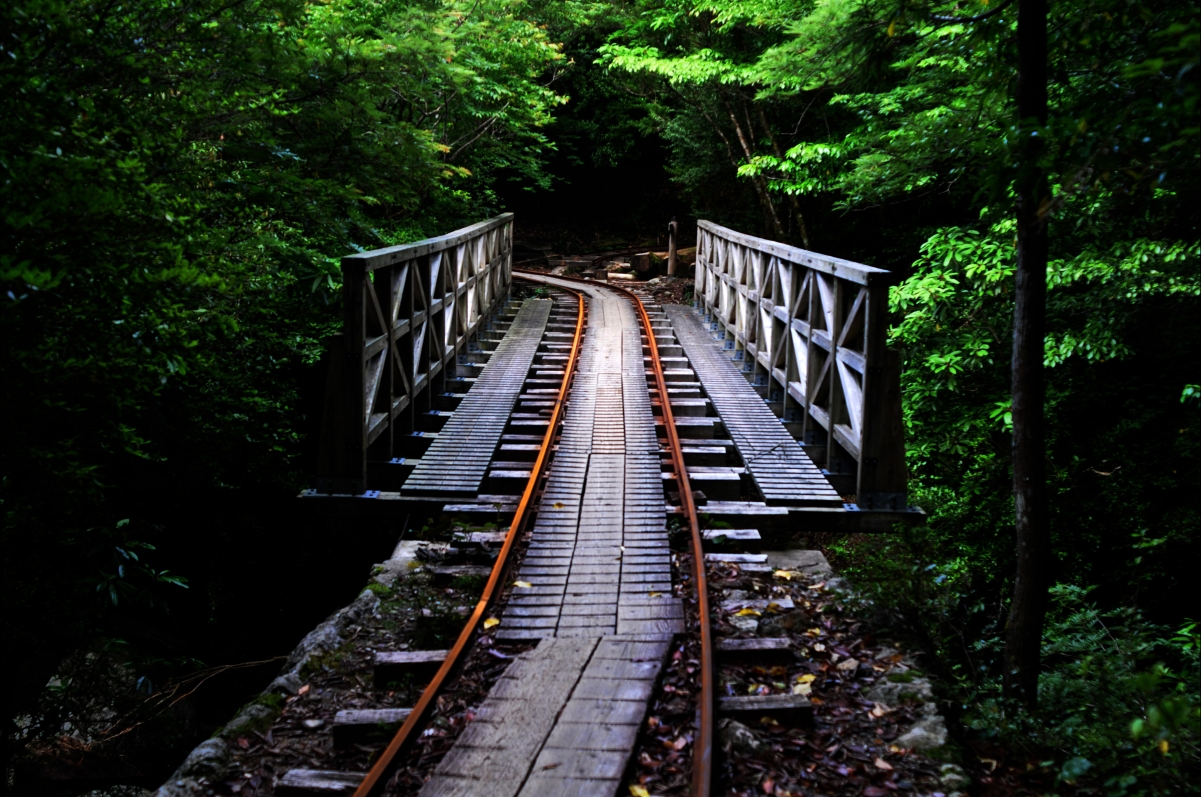 绿色森林桥铁轨风景4K壁纸