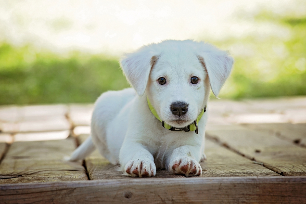 小狗 可爱 白色可爱的狗宝宝4K壁纸