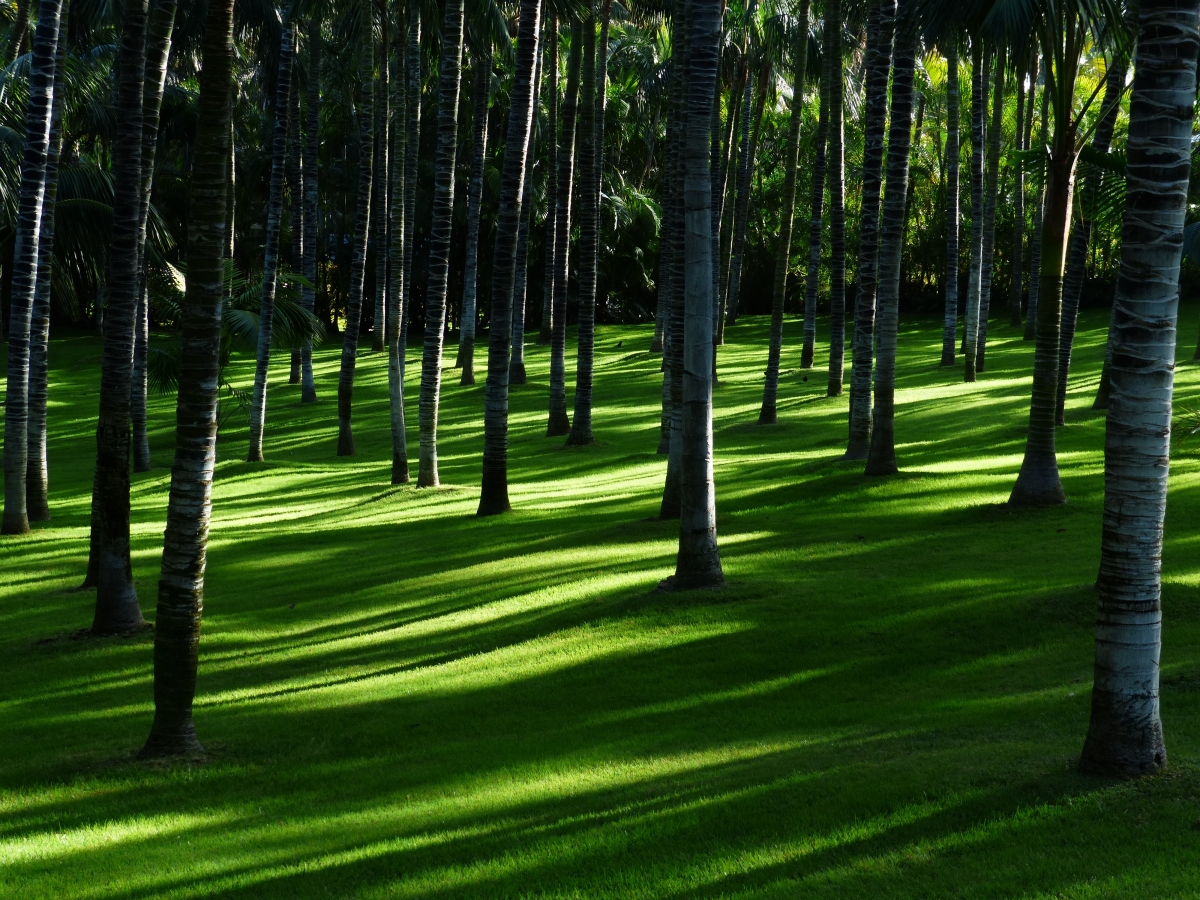 草地 棕榈树森林 充足的自然光线 棕榈树林 4K风景图片