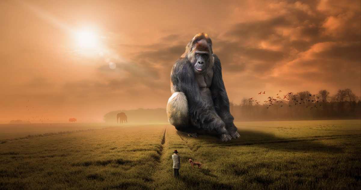动物 大猩猩 草食动物 日落 黄昏 天空 原野 5k图片