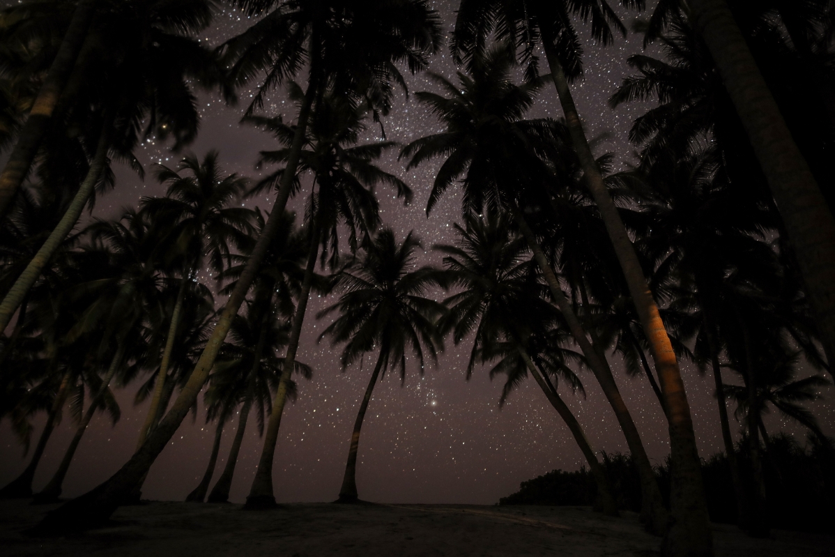 马尔代夫 椰树 夜晚 星空风景5K图片