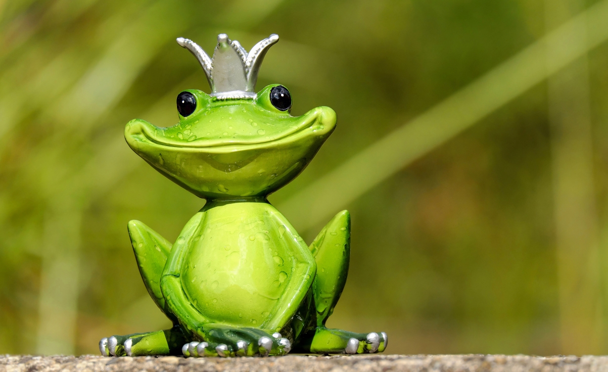 可爱青蛙 乐趣 创意搞笑的动物4k图片