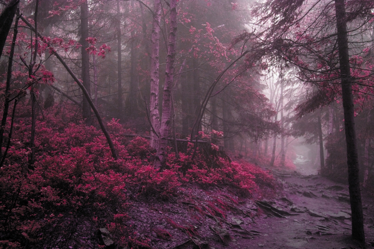 神秘树林红叶风景4K壁纸