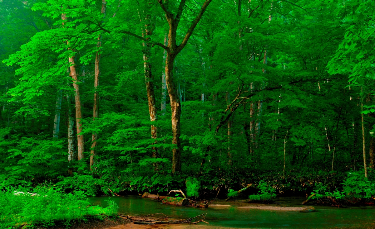 森林 树木 河流 阿尔卑斯山自然风景4k高清图片