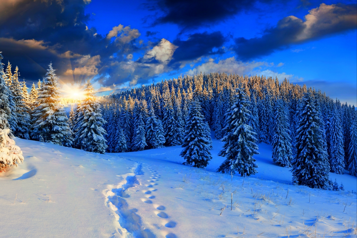 自然 冬天 树林 雪 脚印 天空 4K风景壁纸图片