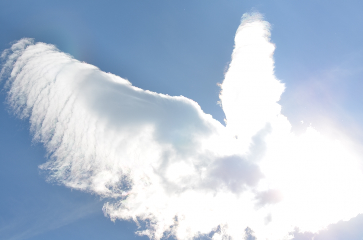 白云 艺术 鸟 翅膀 天空 4K风景壁纸