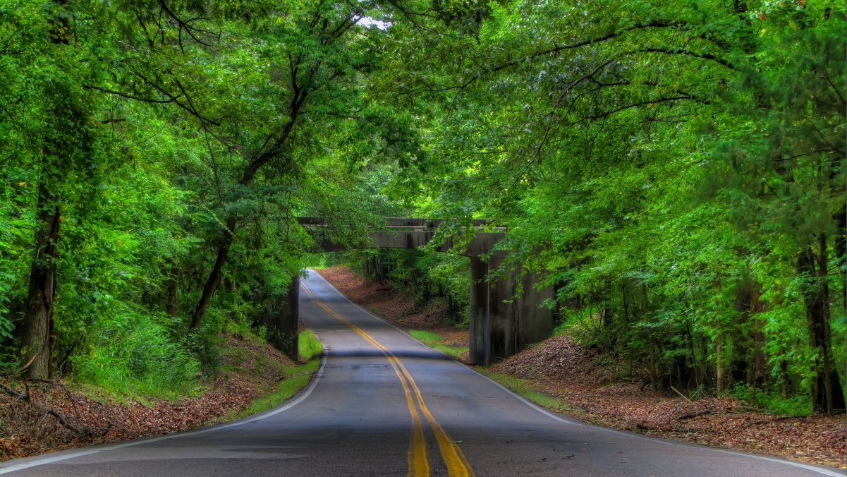 绿色树林 乡村道路 4K风景护眼壁纸