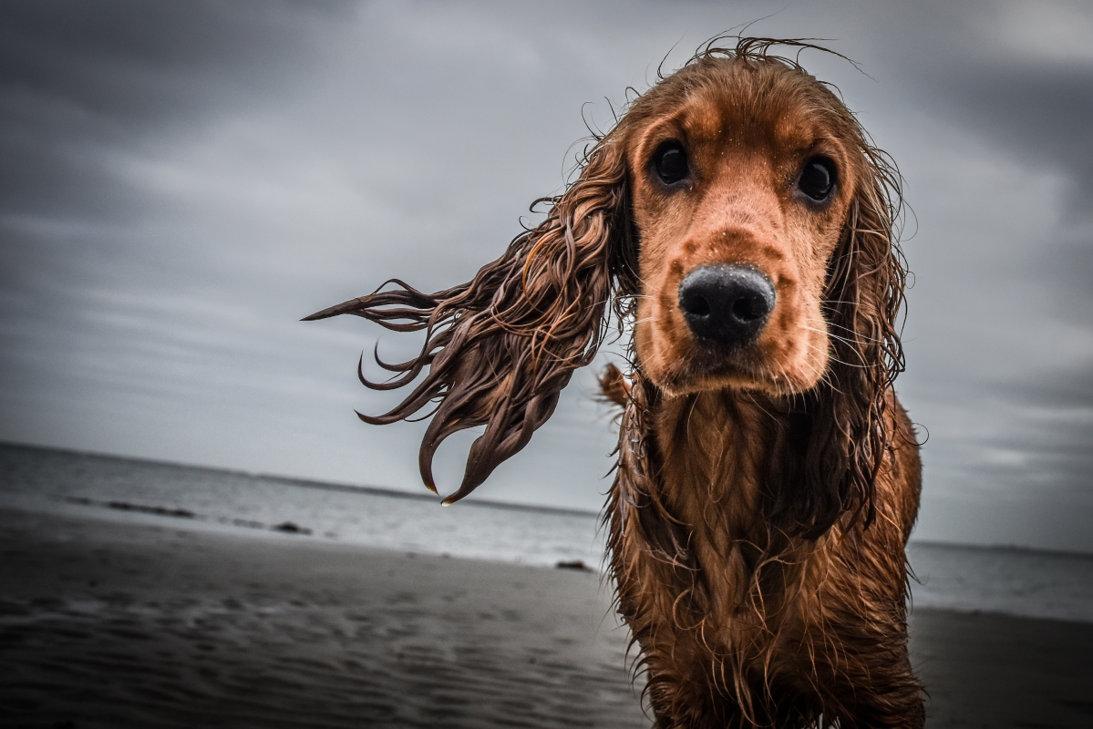 海边的酷狗4k图片