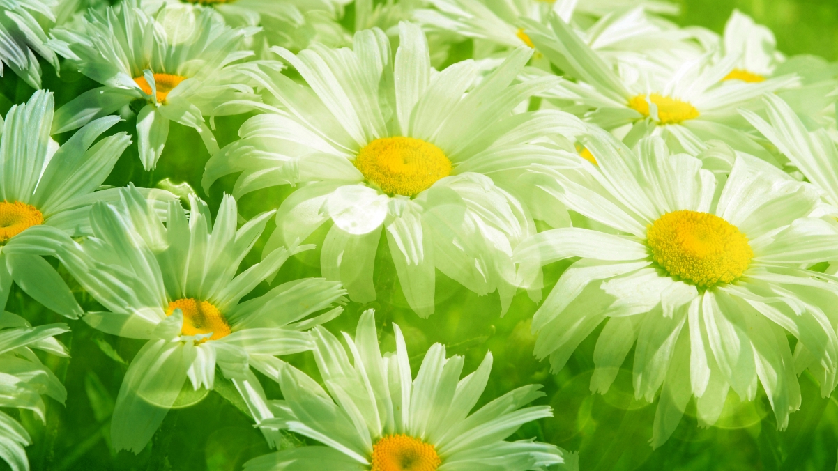 美丽,春天,草,叶子,鲜花,绿色雏菊3840x2160高清壁纸