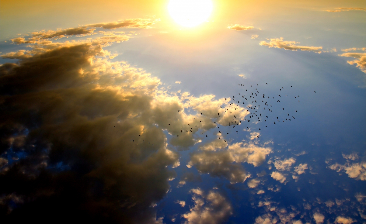 日落 鸟 云 太阳- 天空 5K风景图片