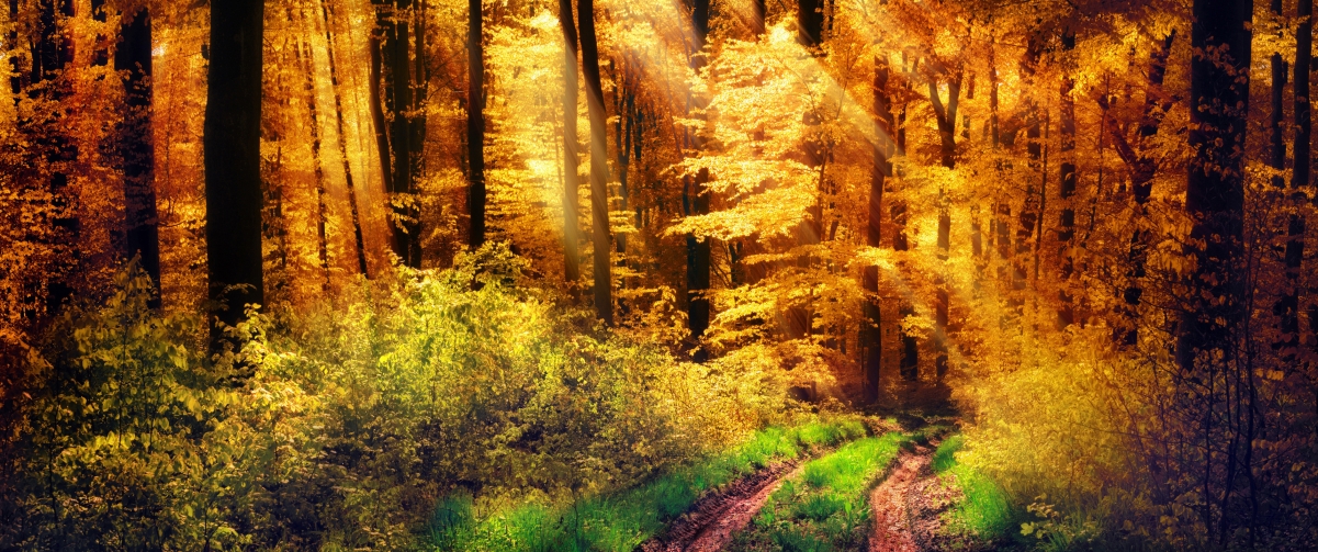 森林,黄色的太阳,秋天,草,树木,灌木,路,3440x1440风景壁纸