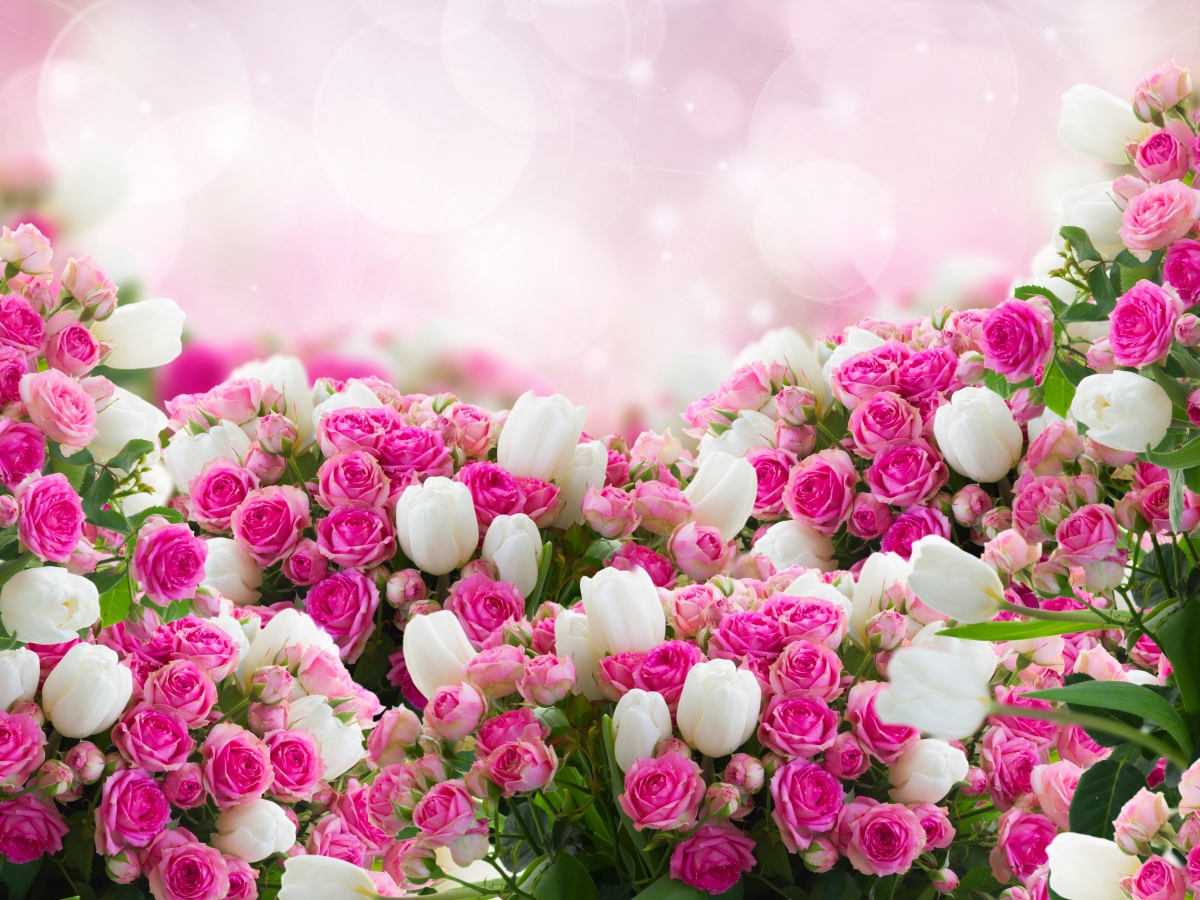 粉色玫瑰花,白色鲜花,玫瑰花高清写真图片
