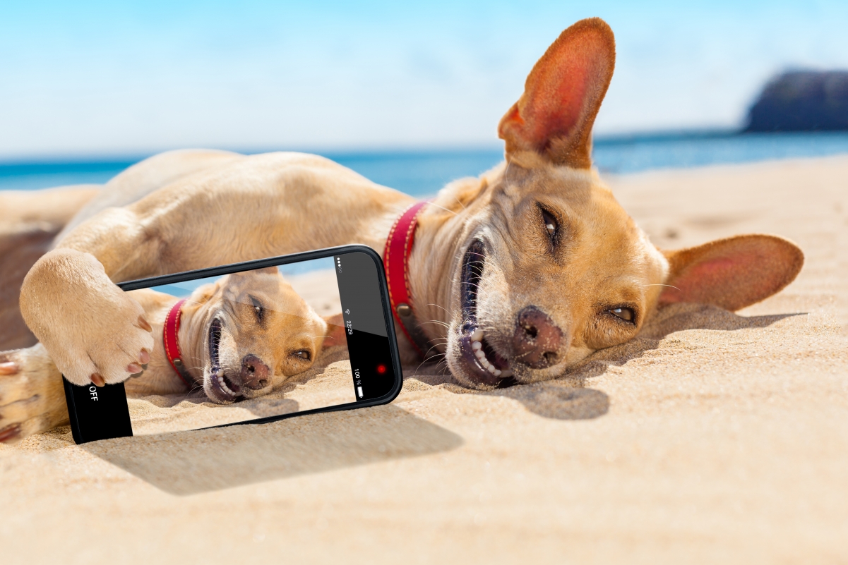 沙滩上可爱的狗狗 手机自拍小狗5K壁纸