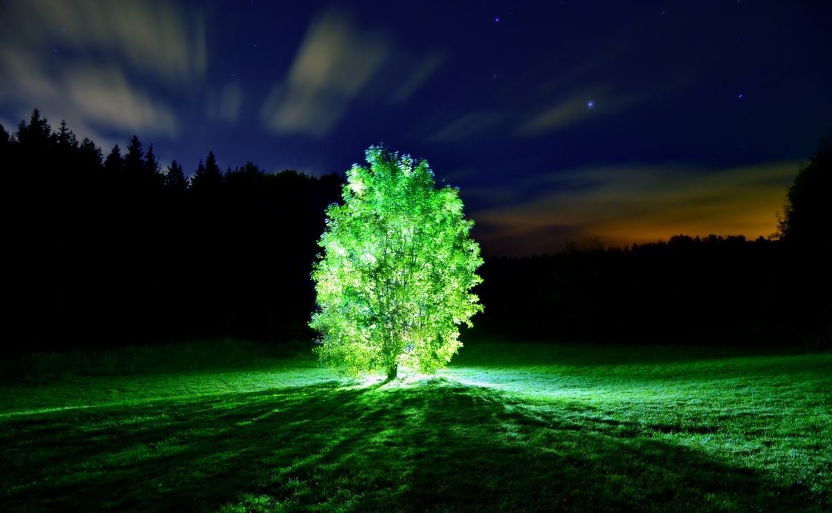 晚上 树 光 美丽的4K风景壁纸图片