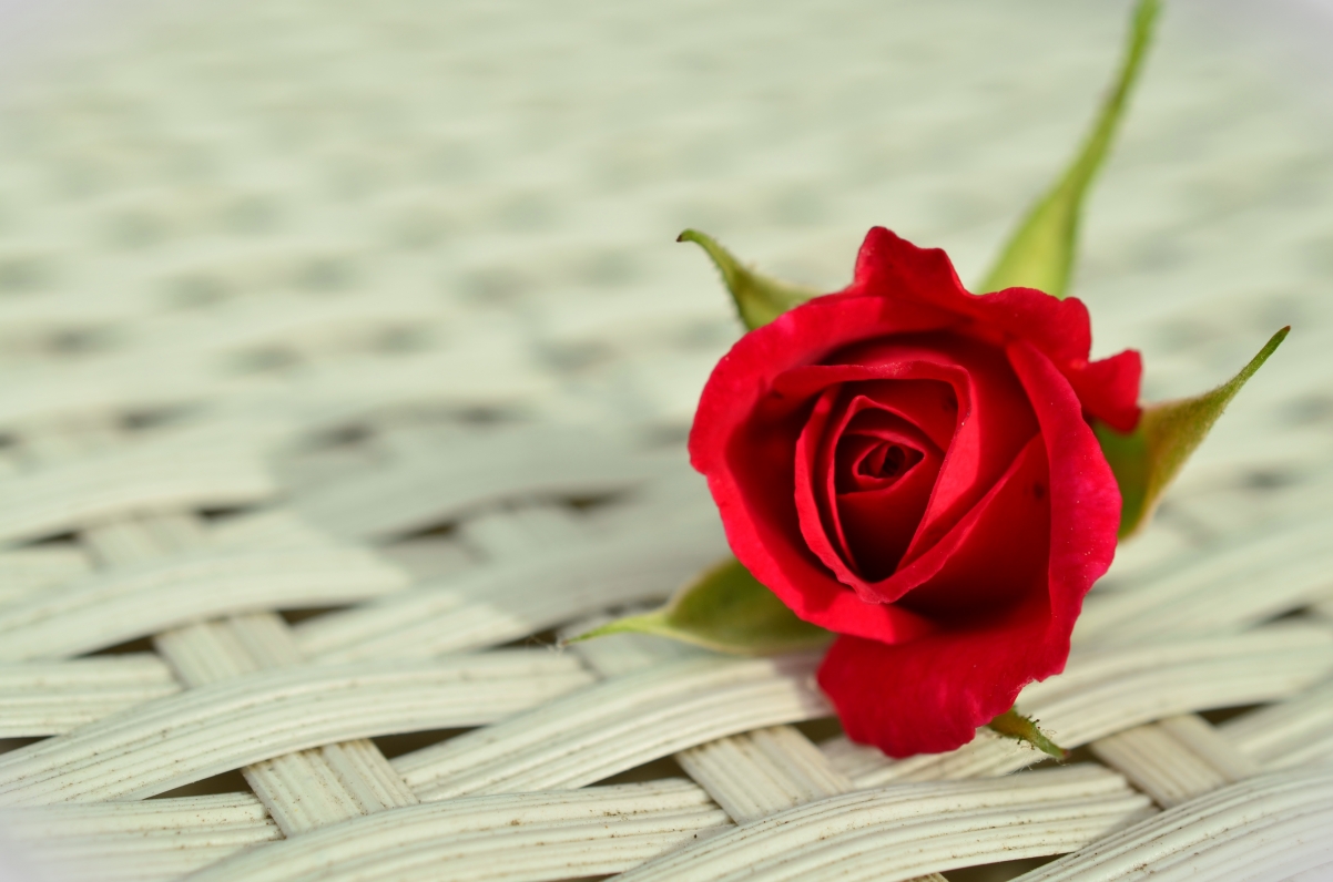 一朵美丽的红色玫瑰花图片