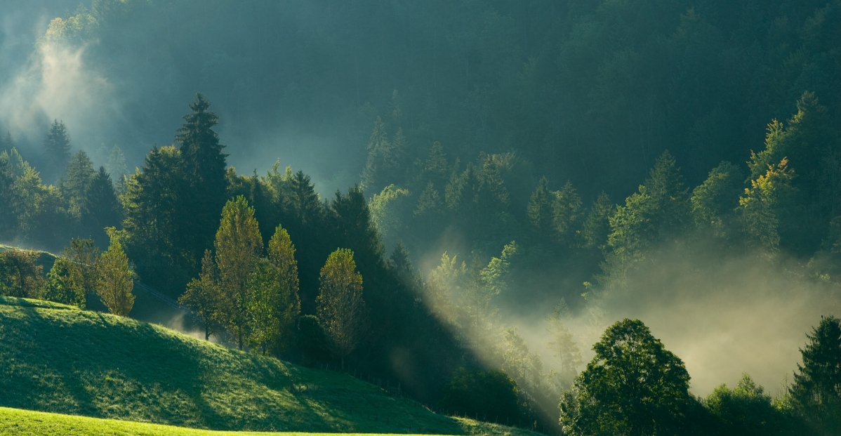 上午,雾,山,森林,自然的风景照片