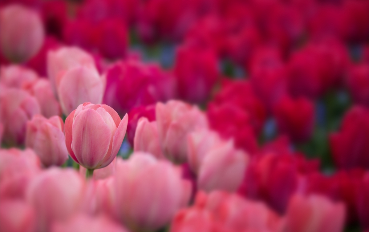 粉色红色的郁金香花7K图片
