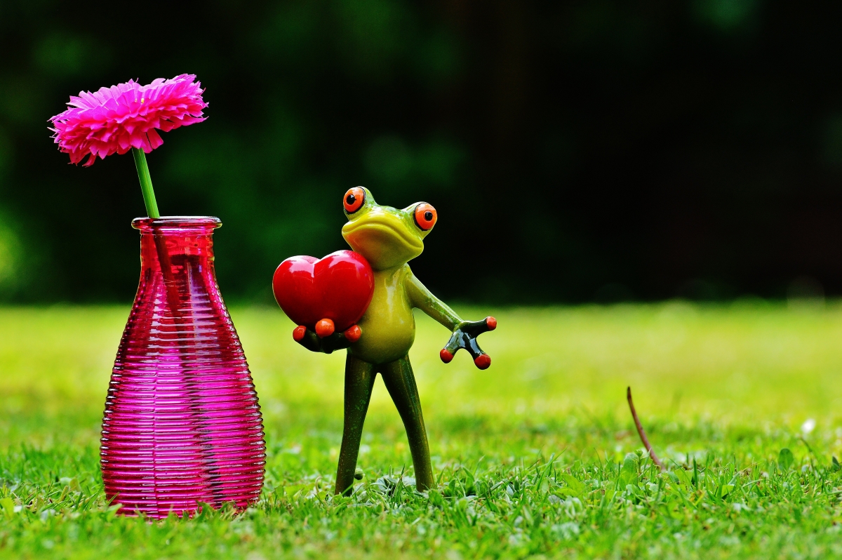 青蛙 爱情 情人节 花瓶 花 爱心 一起浪漫 4k图片