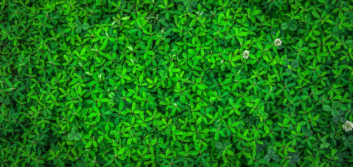 叶 大自然 绿色 春天 草本植物 护眼4K壁纸图片