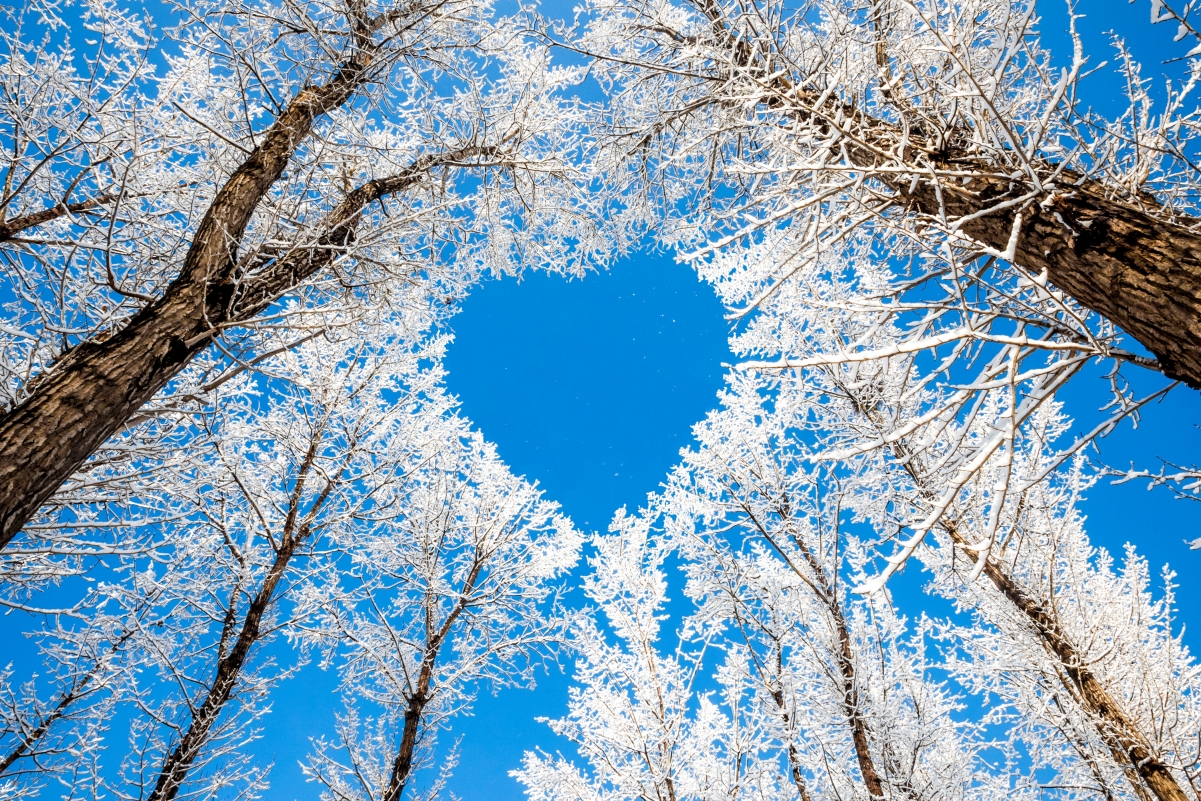 冬天,树木,树枝,天空,浪漫的心形,雪 4K风景壁纸图片