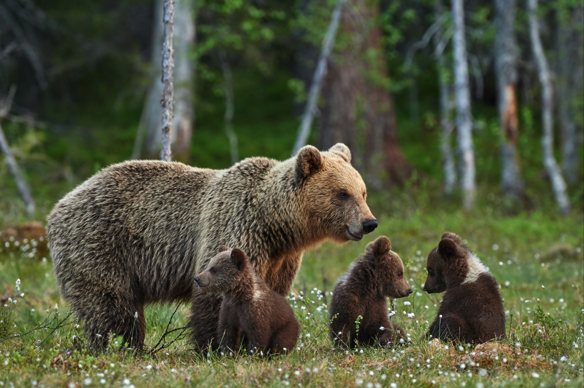 林间空地,可爱棕色熊妈妈和熊孩子们图片