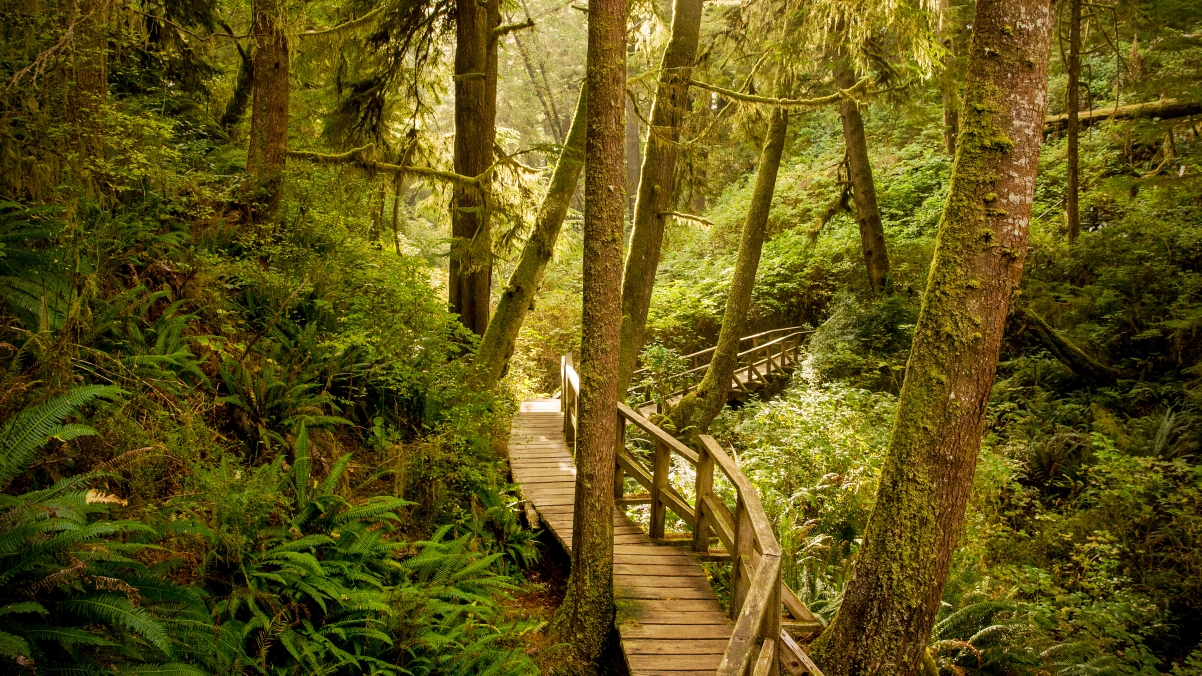 温哥华岛 太平洋沿岸国家公园保护区 美丽的森林风景4K壁纸