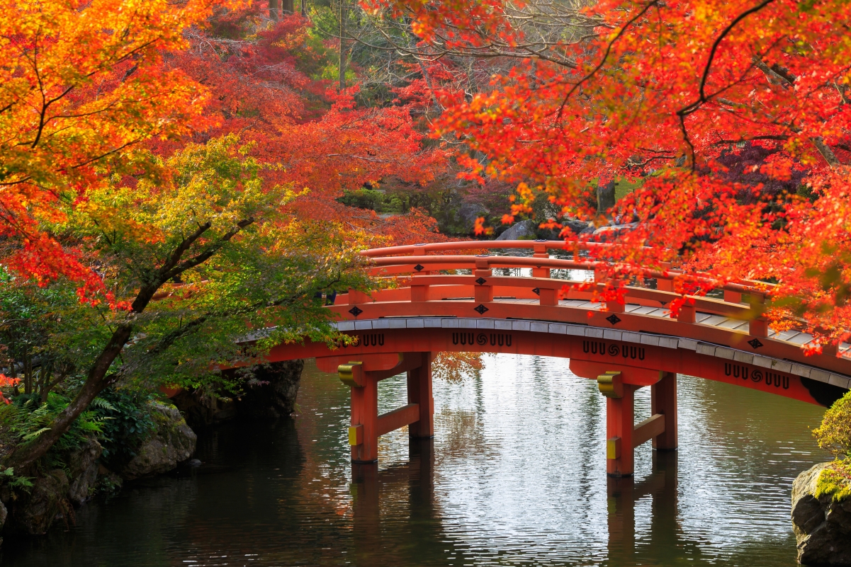 秋天 树 桥 池塘 公园 日本京都风景4K图片