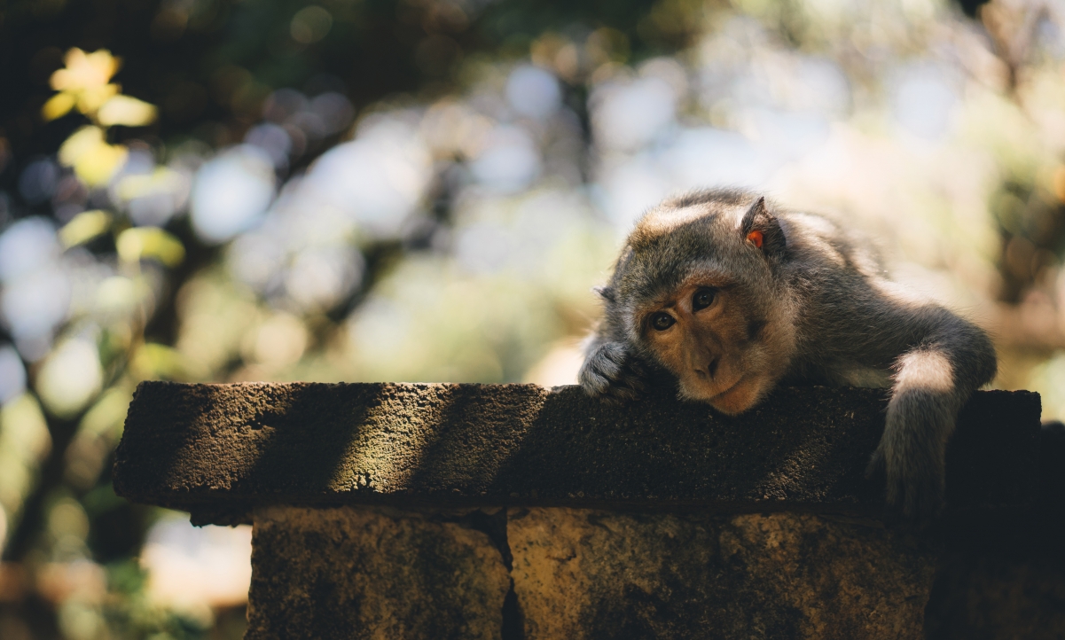 可爱猴子唯美4K摄影图片