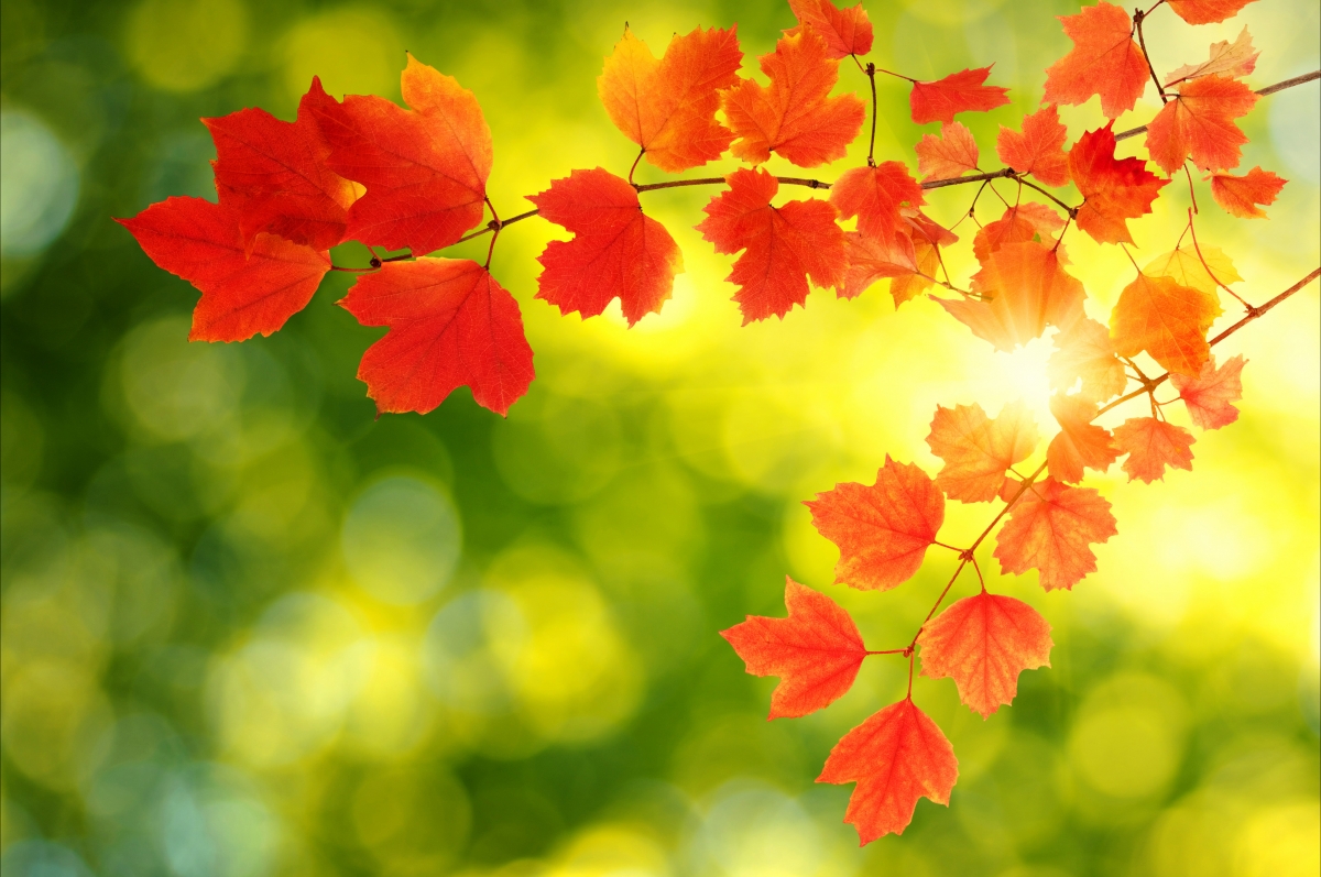秋天的红色枫叶背景图片