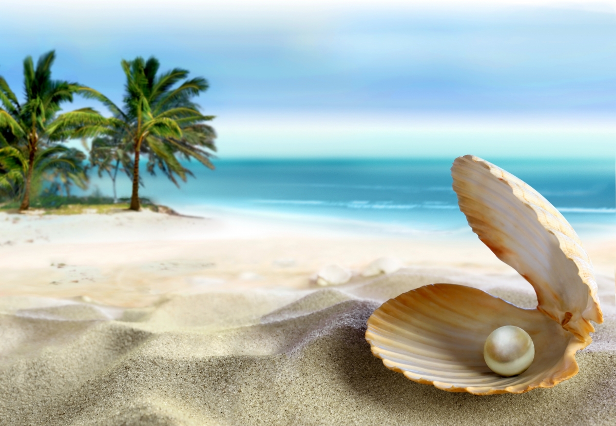 海岸,海滩,沙子,蓝天,大海,棕榈,海洋,贝壳,珍珠,风景图片