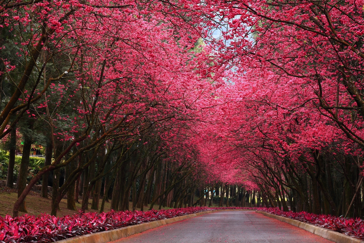 广州马路两边粉色的花图片
