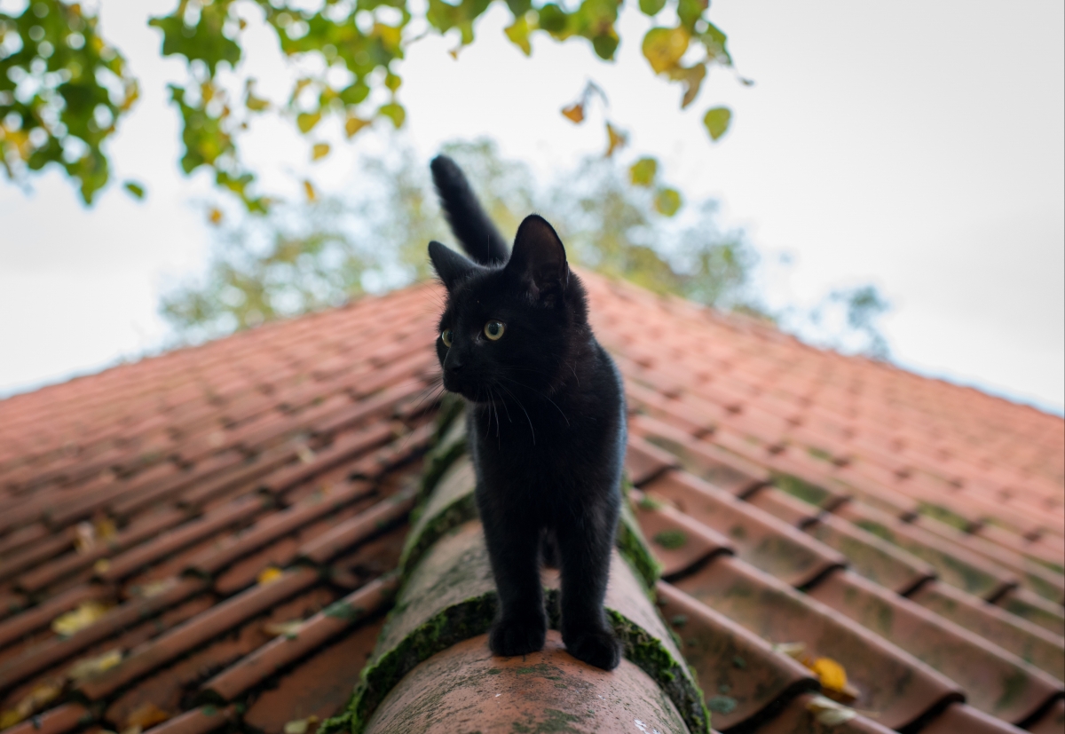 小黑猫,夏天,屋顶,图片