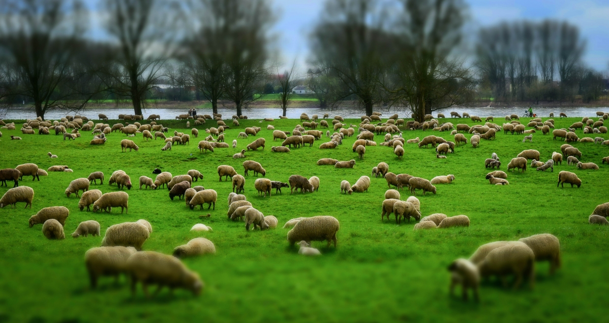 一群羊 羊群 羊毛 帽子 牧场 草地 羔羊 动物 5K壁纸