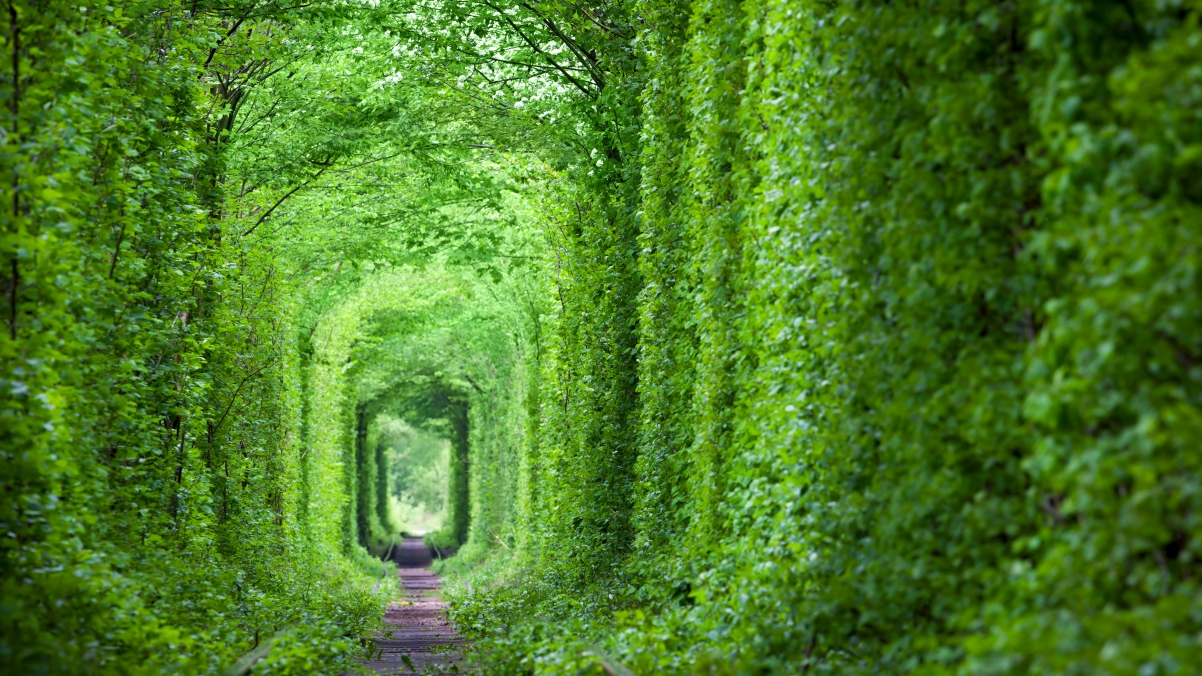 乌克兰 梦幻般的爱情隧道 绿树和铁路4k风景壁纸