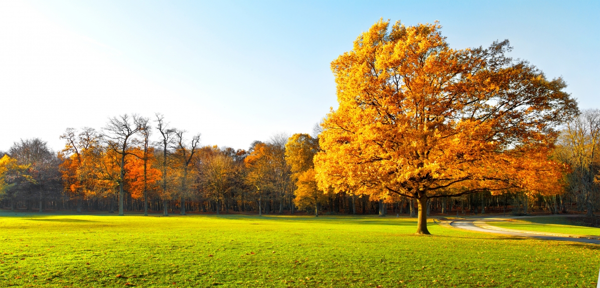秋天的树 美丽 自然 4K风景壁纸