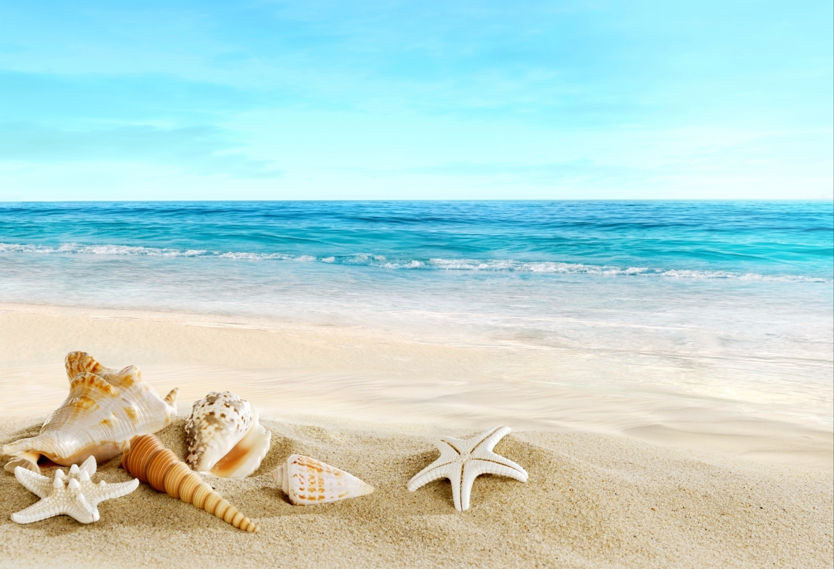 贝壳,海星,沙滩,美丽的大海风景图片