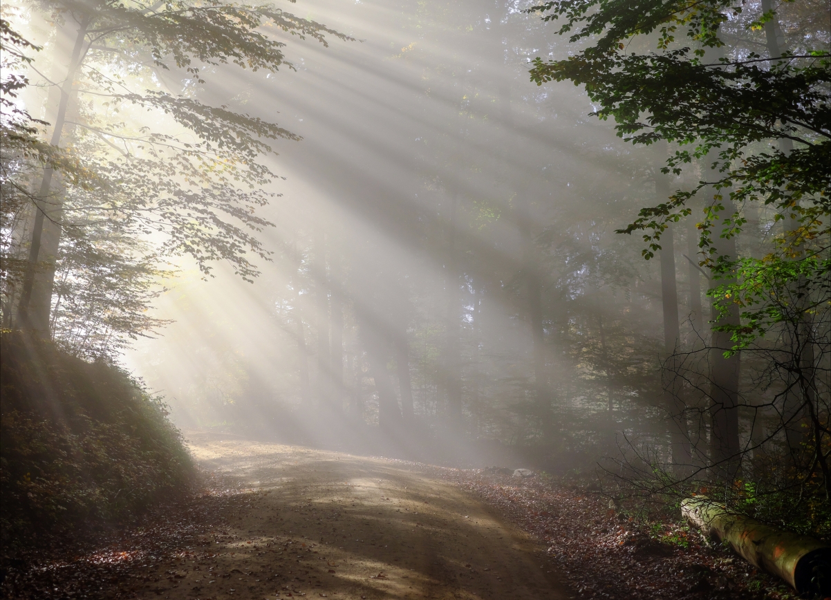 早上 雾 阳光 森林4K风景图片