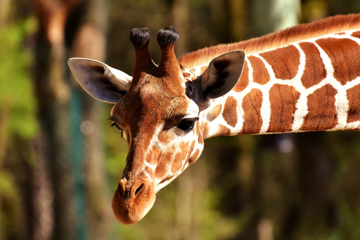 非洲动物园野生动物长颈鹿图片