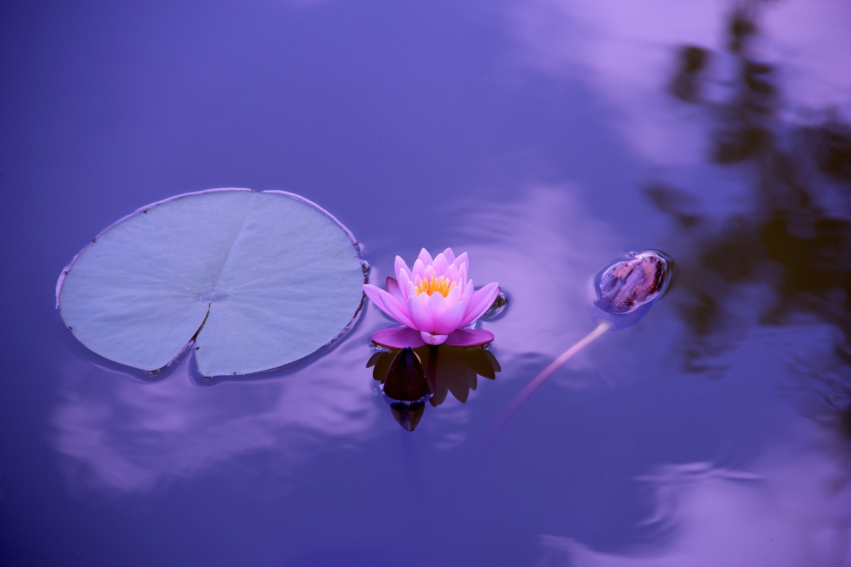 莲花壁纸全屏图片