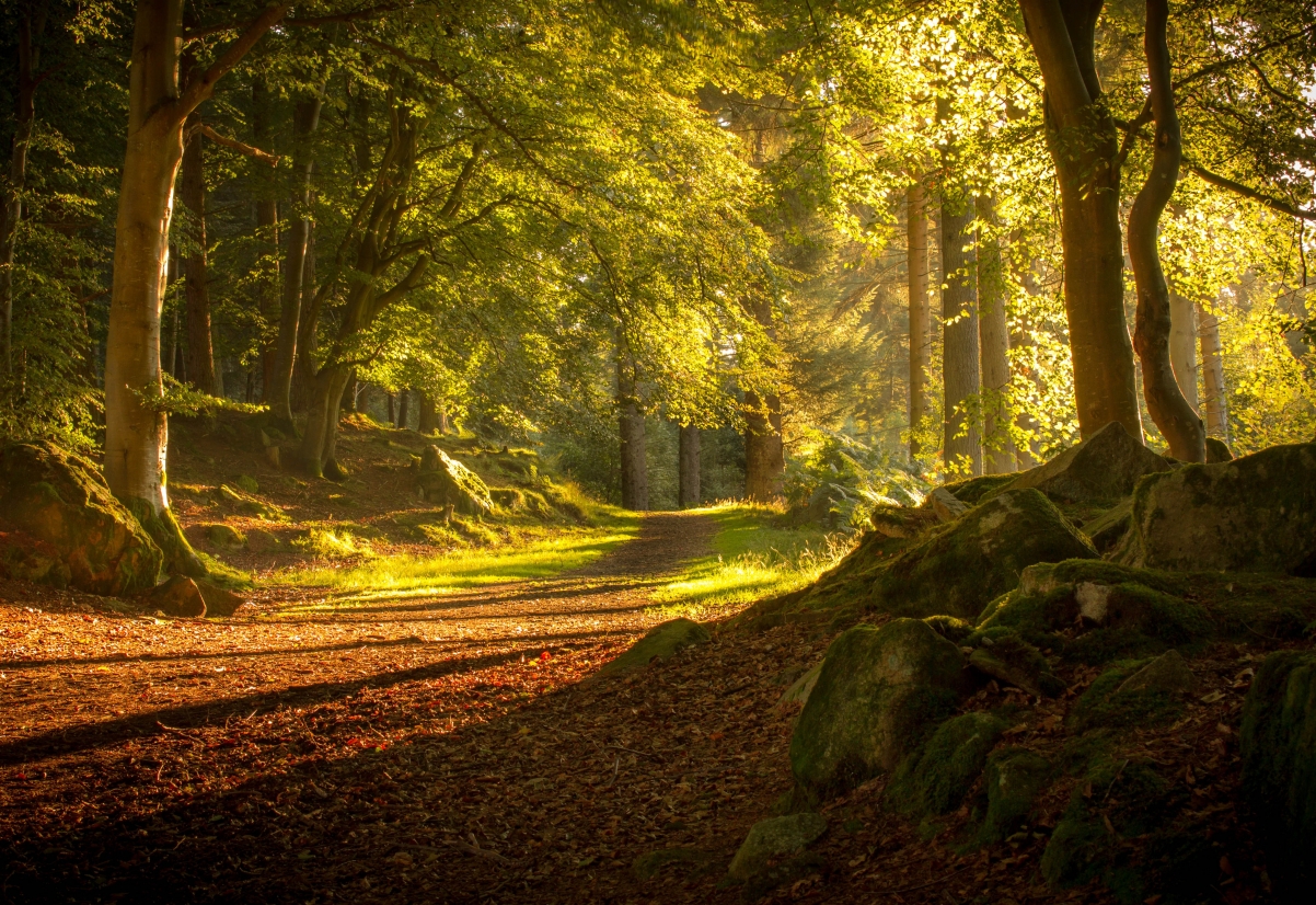 森林,秋天,苏格兰,树木,道路,自然风景图片