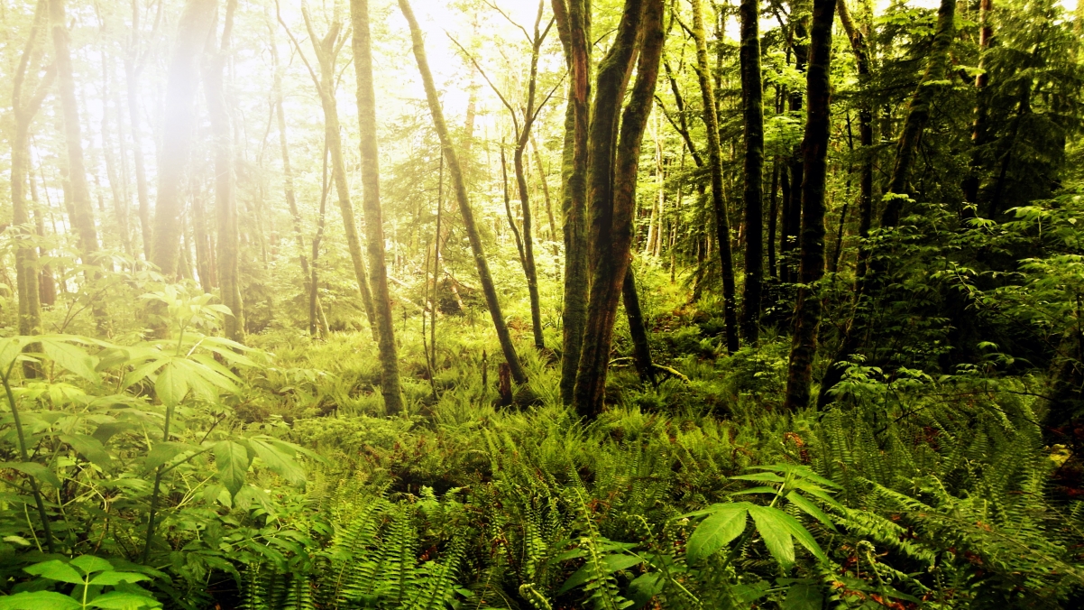 华盛顿州的森林3840x2160风景壁纸
