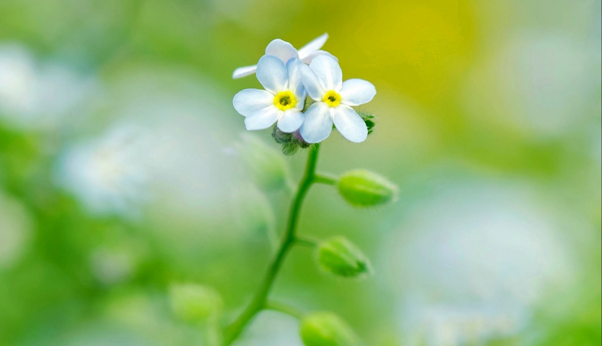 植物茎的白色的小花朵图片
