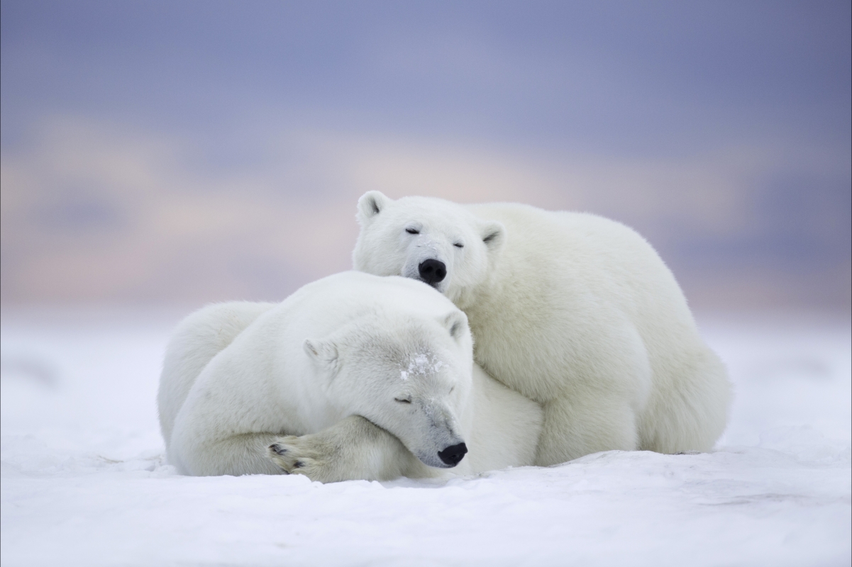 北极熊,雪,冬天,5k图片
