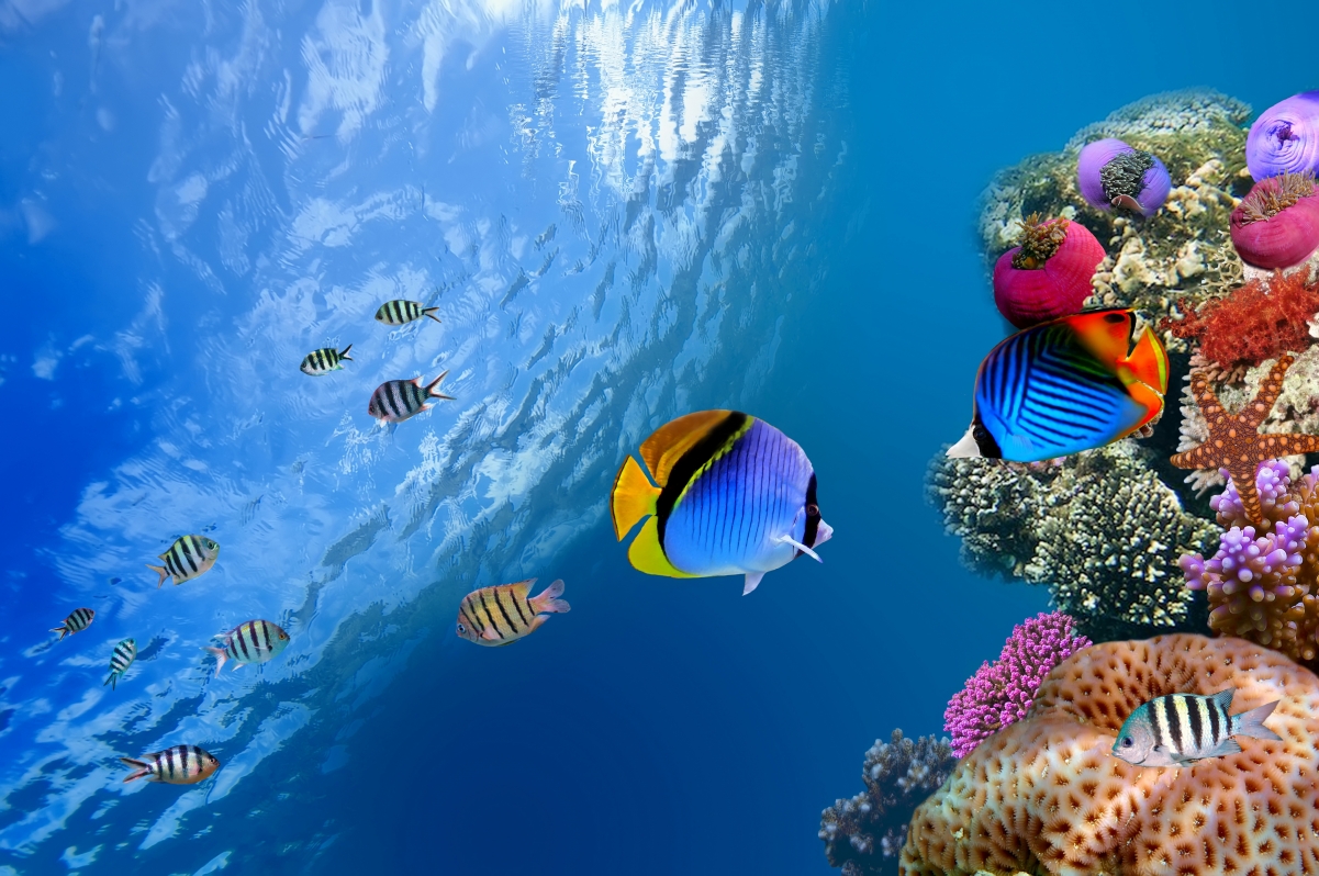 海洋 鱼 水下 珊瑚 海底世界4K壁纸