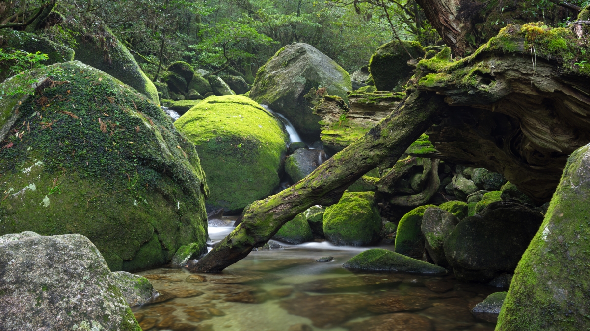 日本屋久岛 森林 小溪 石头 风景4K壁纸