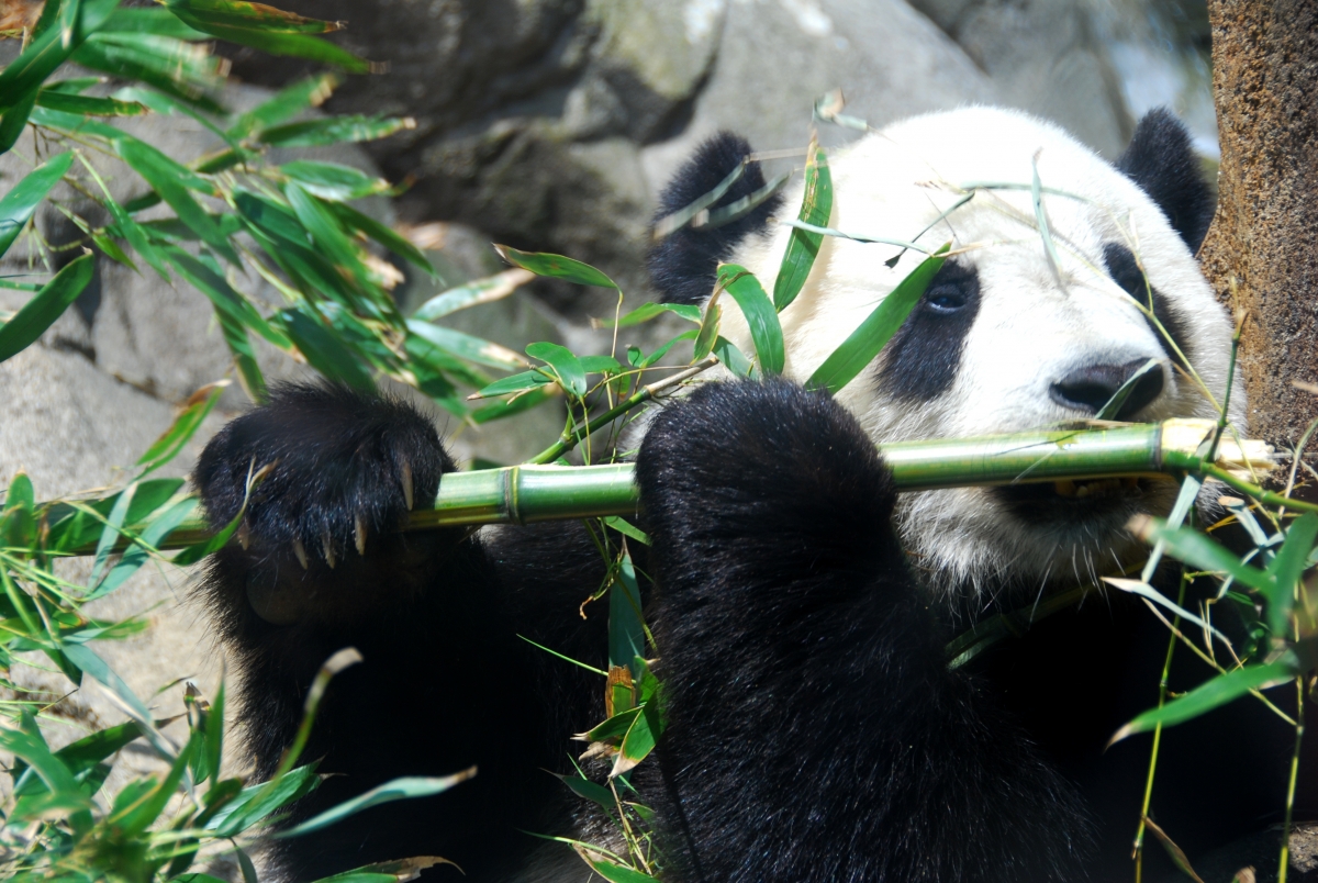 森林,动物,熊猫,竹,大熊猫图片