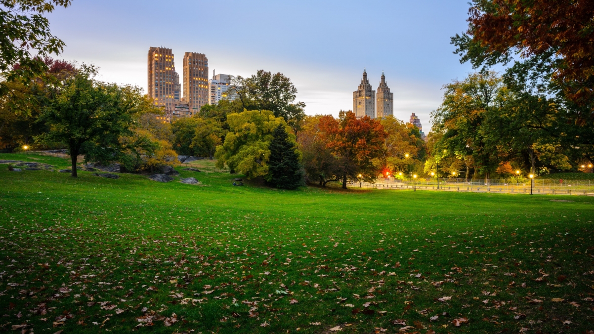 秋天,叶子,树,美国纽约中央公园,草坪,4K风景壁纸