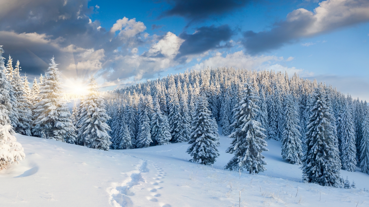雪 脚印 冬季 树木 森林 日出 4K风景壁纸